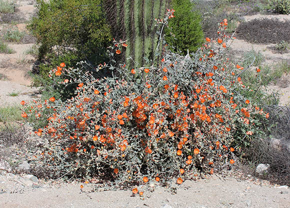  Sphaeralcea ambigua ssp. ambigua